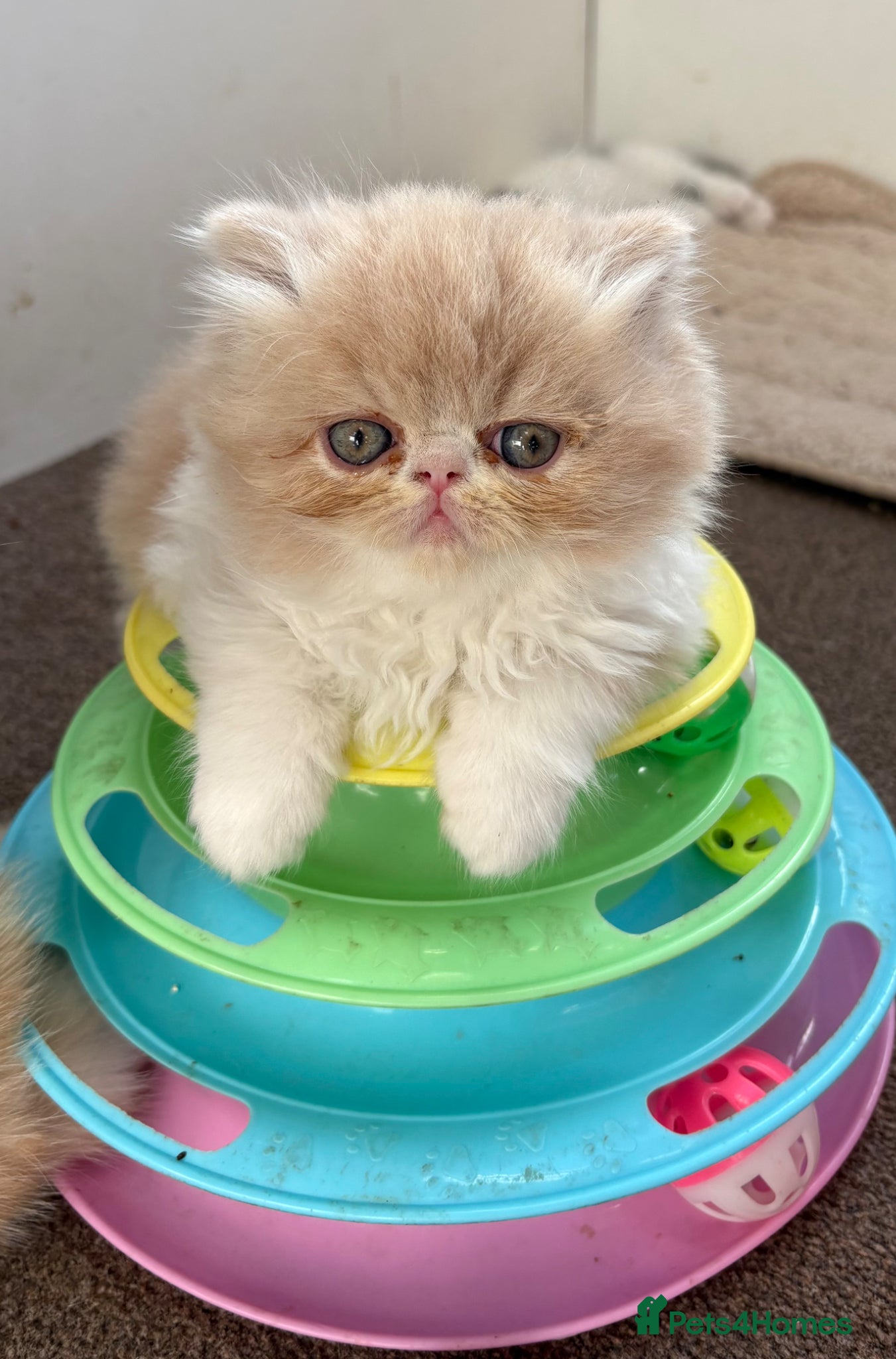 Exotic cats 4 Exotic Kittens  - Advert 1