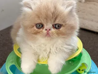 Exotic cats 4 Exotic Kittens - Advert 1