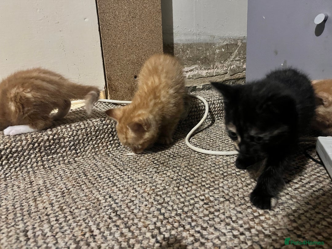 Mixed Breed cats for sale: Beautiful ginger and black kittens  - Image 8