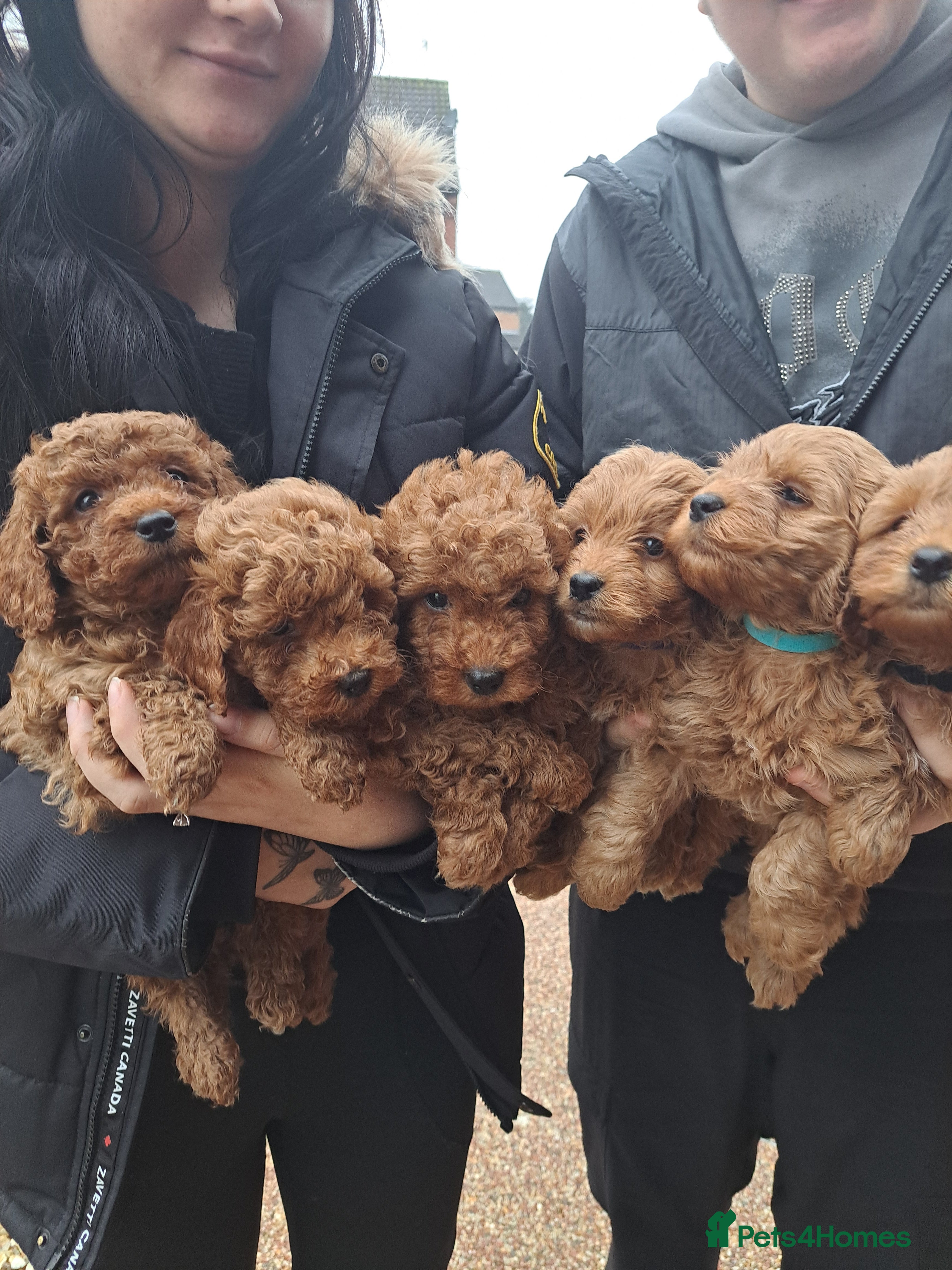 Cockapoo dogs Toy cockapoos  - Advert 9