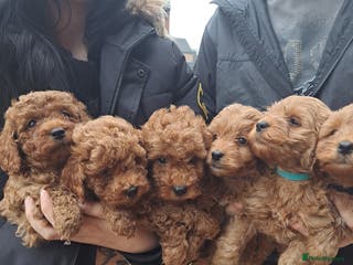 Cockapoo dogs Toy cockapoos - Advert 5