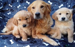 Golden Retriever dogs for sale: Golden retriever puppies extensively health tested - Image 12
