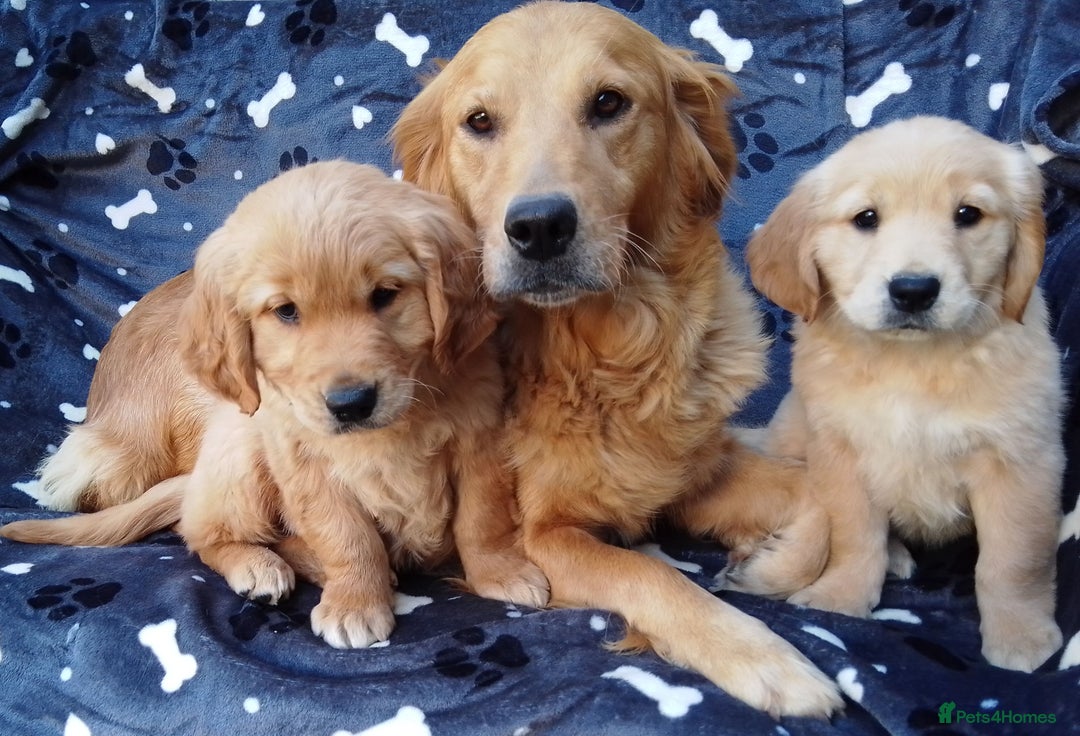 Golden Retriever dogs for sale: Golden retriever puppies extensively health tested - Image 12