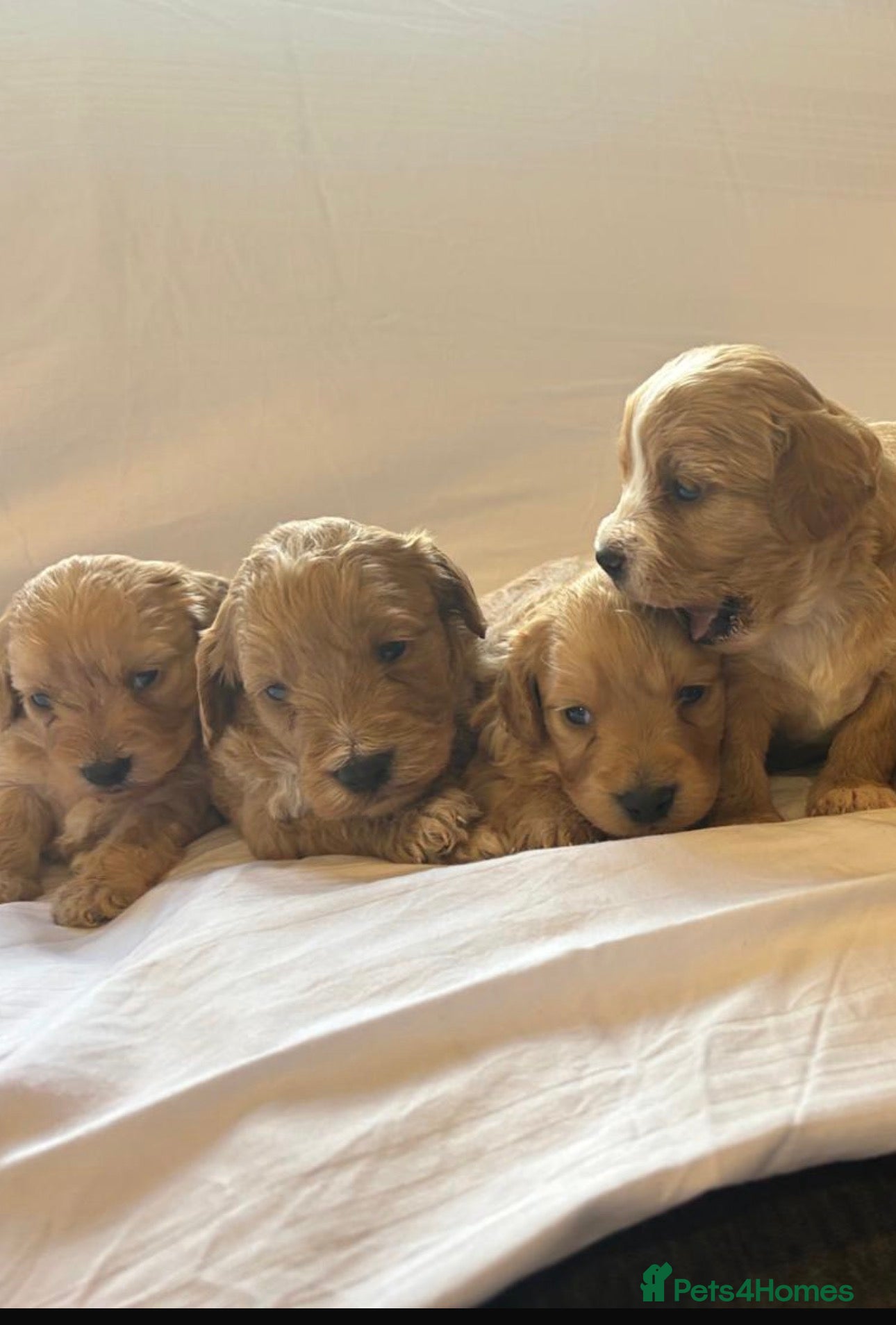 Cockapoo dogs Cockerpoo puppies  - Advert 13