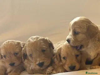 Cockapoo dogs Cockerpoo puppies - Advert 13