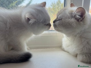 British Shorthair cats - Advert 10