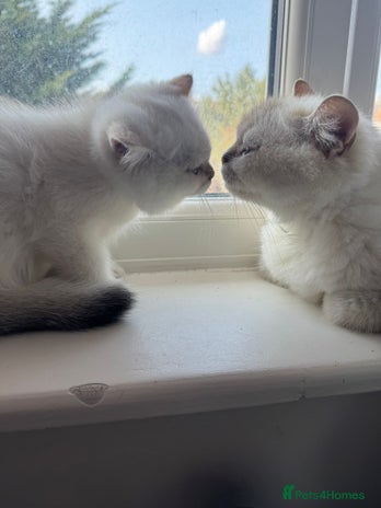 British Shorthair cats - Advert 14