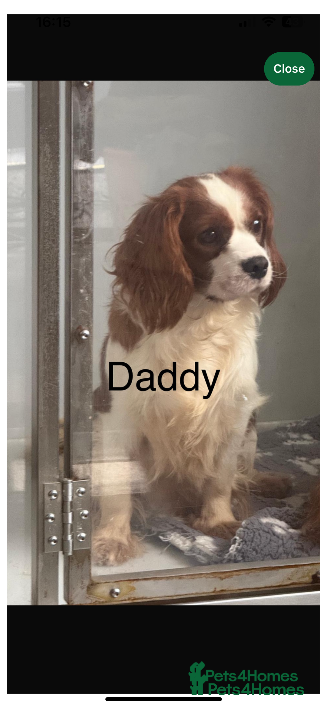 Cavapoo dogs for sale: *due soon* cavapoo puppies  - Advert 3