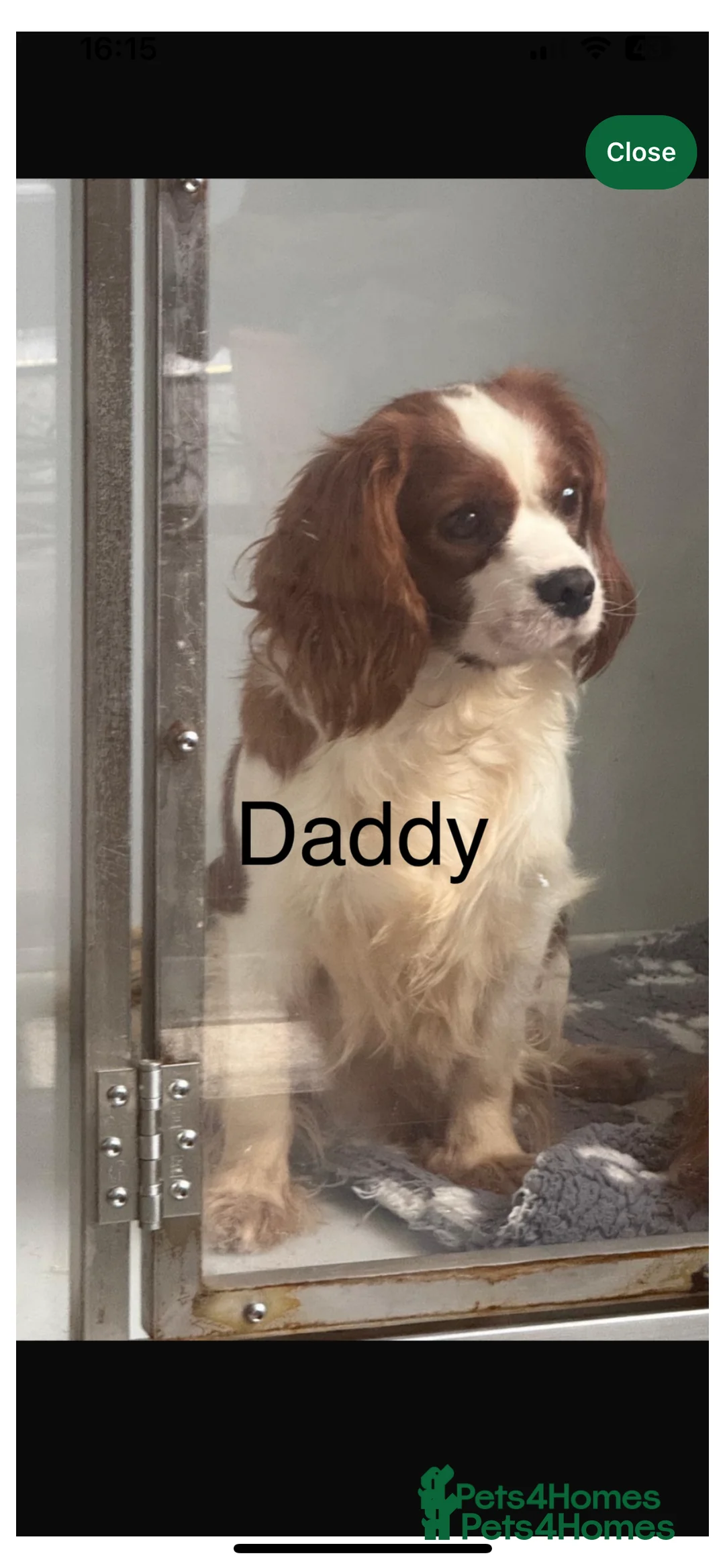 Cavapoo dogs for sale: cavapoo puppies  - Advert 4