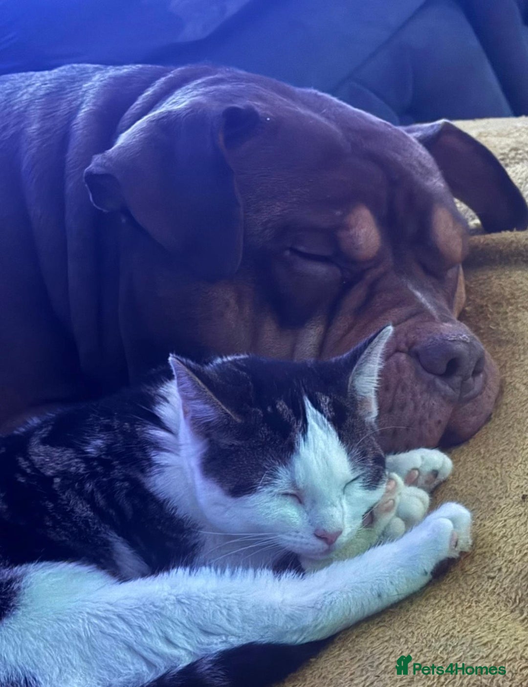 Mixed Breed cats for sale: 2 beautiful kittens  - Advert 3