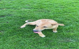 Mixed Breed dogs for adoption: 💖🐶 BAMBY 🐶💖 - Image 7