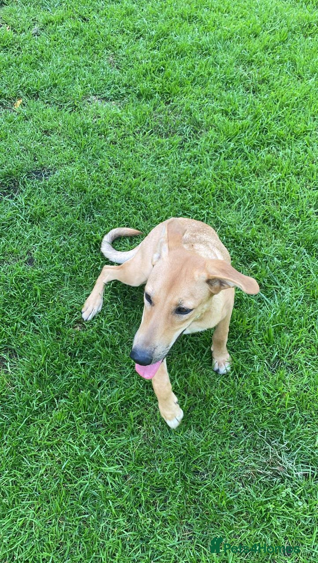 Mixed Breed dogs for adoption: 💖🐶 BAMBY 🐶💖 - Image 7