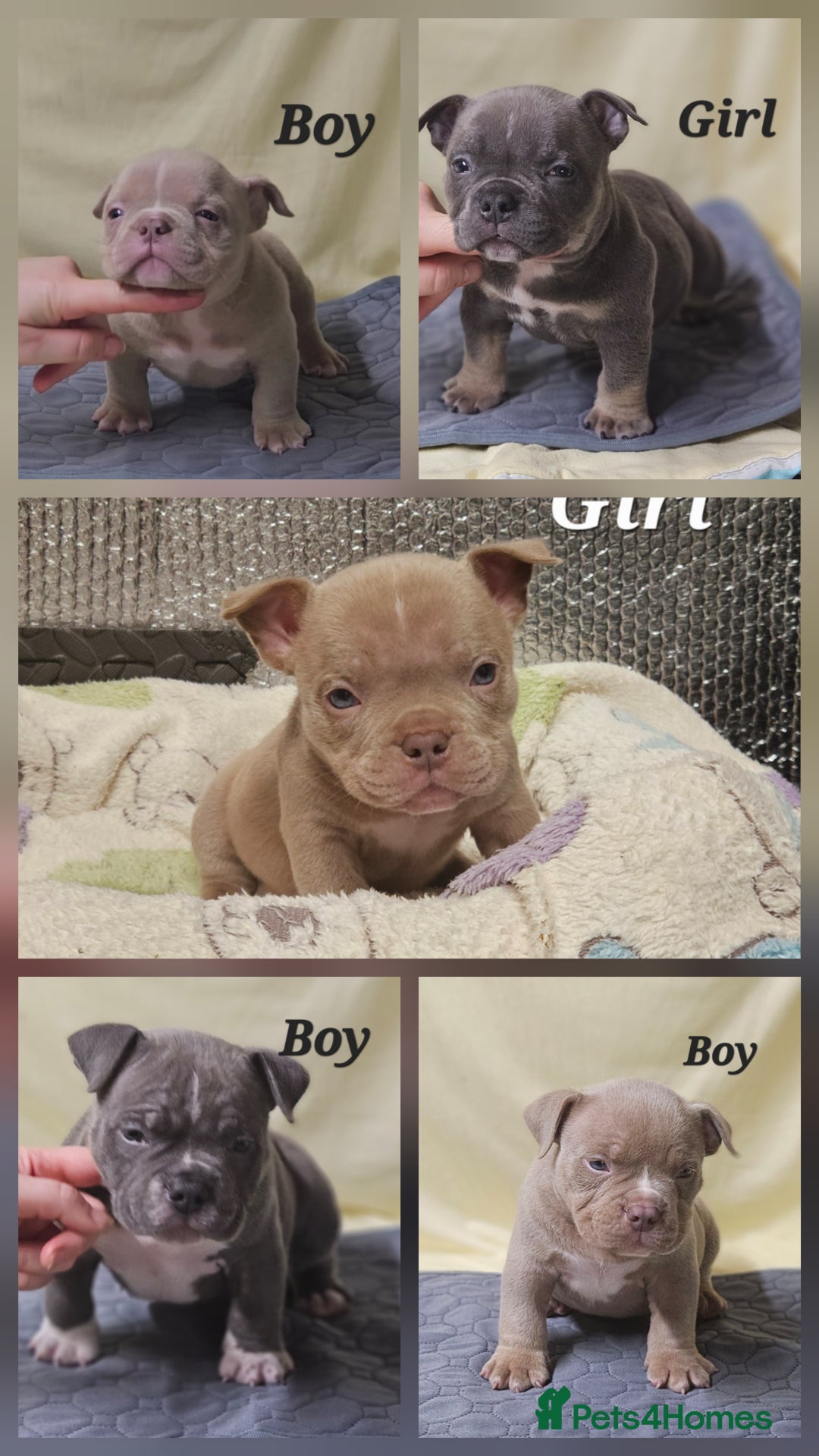 American Bully dogs for sale: Exotic Bullies - Advert 14
