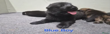 BLUE BOY