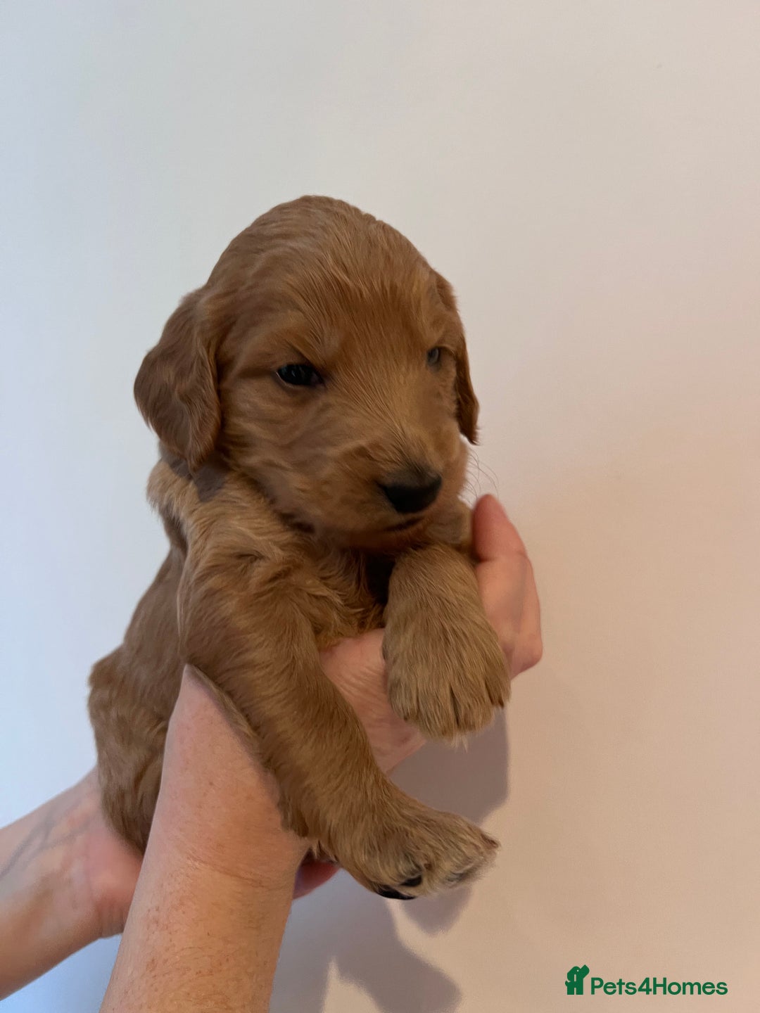Cockapoo dogs for sale: Apricot F1B Cockapoo puppies - Advert 25