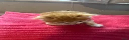 Domestic Shorthair cats for sale: Domestic Shorthair kittens  in Pontefract - Advert 12