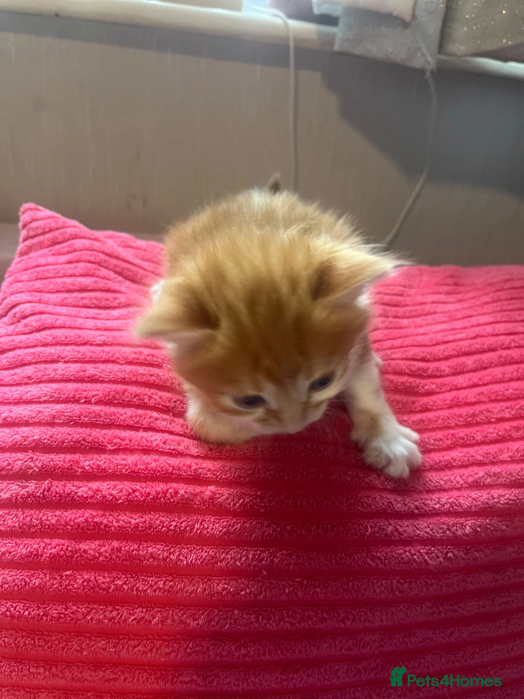 Domestic Shorthair cats for sale: Domestic Shorthair kittens  in Pontefract - Advert 12