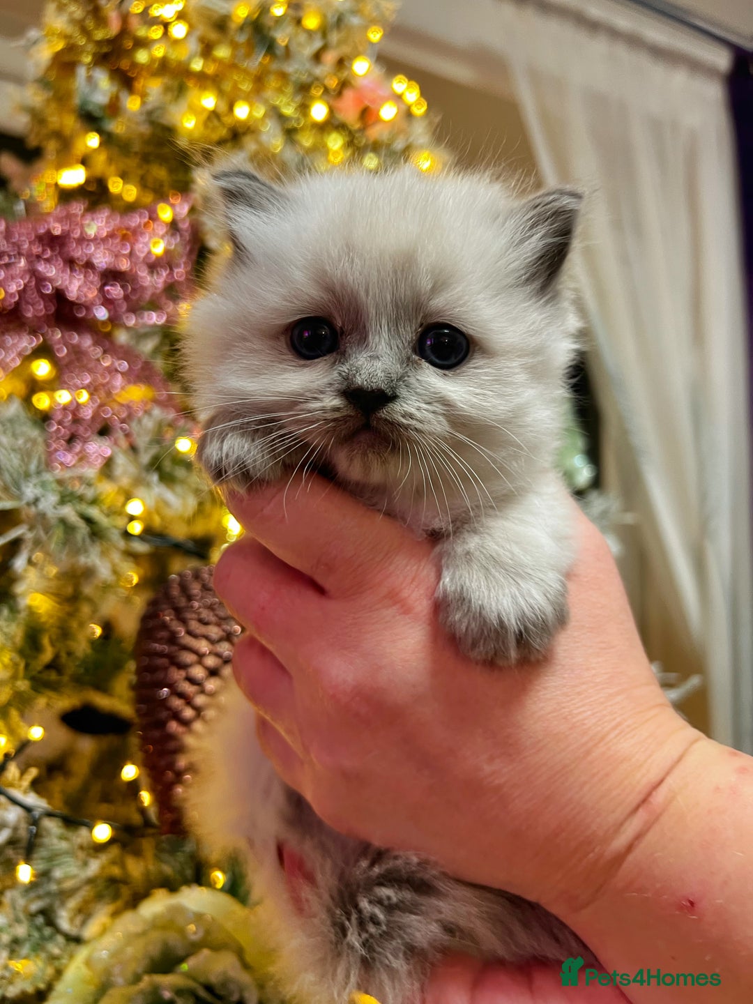 Ragdoll cats for sale: Ragdoll kittens blue point and seal point  - Advert 6