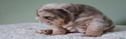 English Bulldog dogs for sale: Mr Muscles litter English Bulldogs - Advert 40