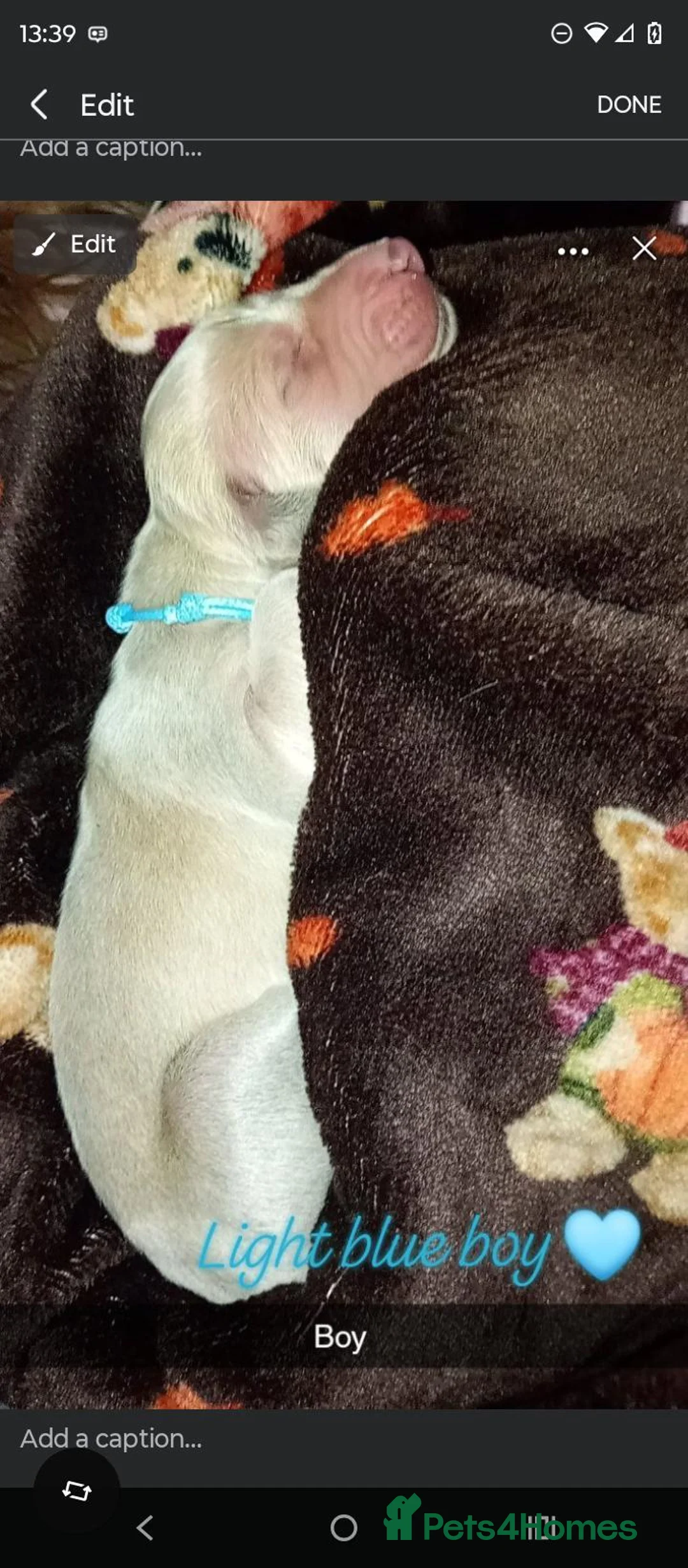 Saluki dogs for sale: Saluki Greyhound Puppies in Crook - Advert 1