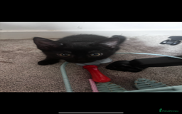 Mixed Breed cats for sale: 2 lovely girl kittens - Image 9