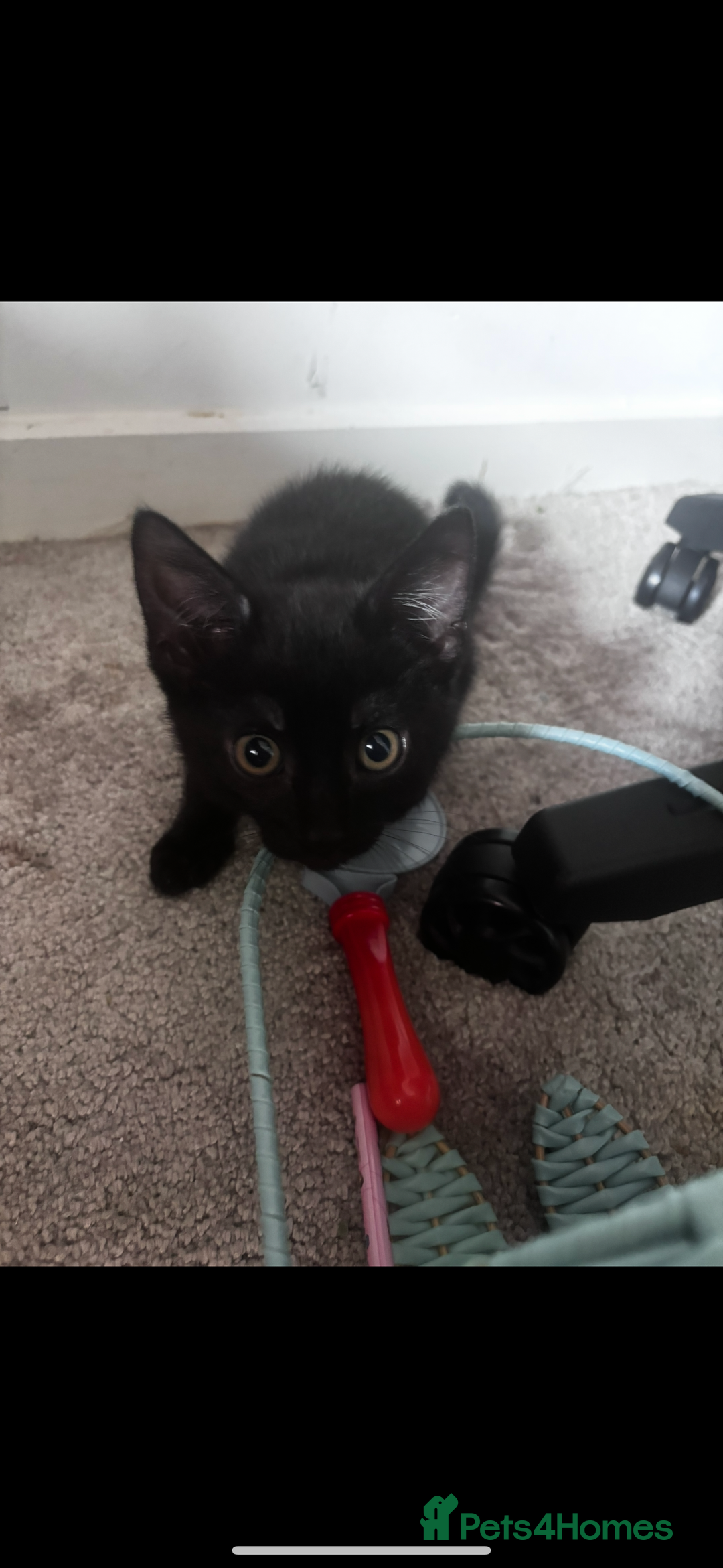 Mixed Breed cats for sale: 2 lovely girl kittens - Image 9
