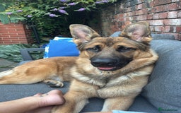 German Shepherd dogs for sale: 10 month old German shepherd male - Image 1