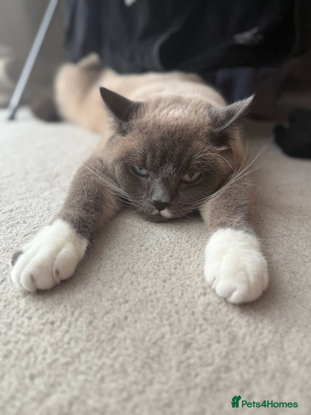 Snowshoe cats for sale: Skye the Snowshoe Cat - Advert 4