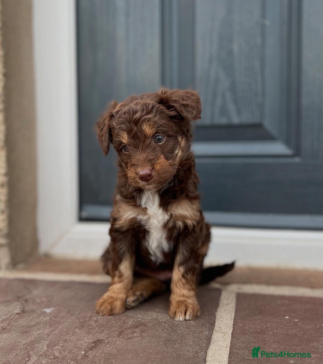 Bordoodle dogs for sale: OUTSTANDING *TRI COLOUR* MINIATURE BORDOODLES - Image 36