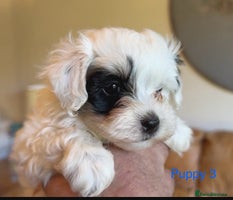 Maltipoo dogs - Advert 4