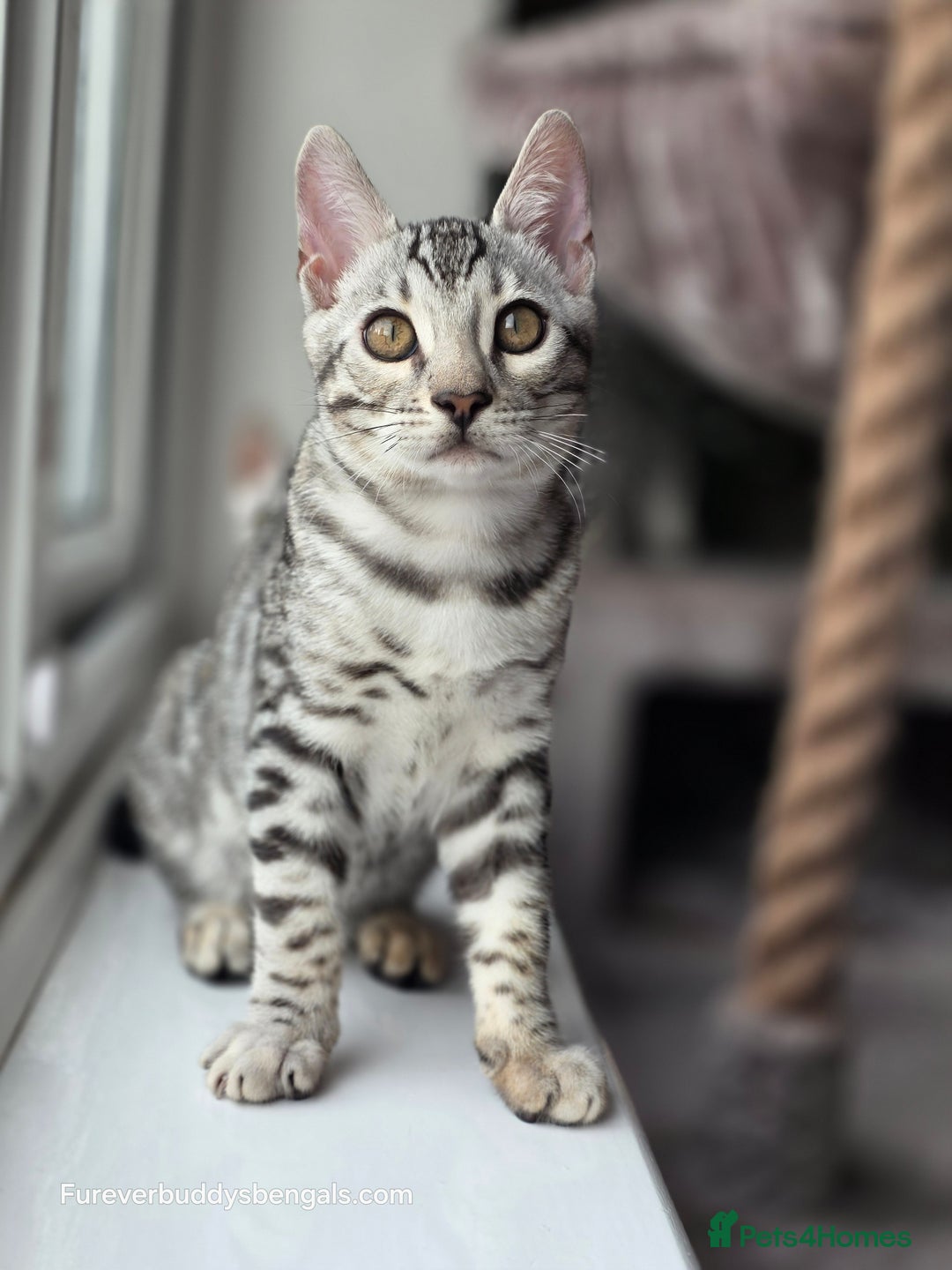 Bengal cats for sale: Bengal Kitten 2 - Outstanding Silver Rosetted Tica Bengal Kittens  - Image 10