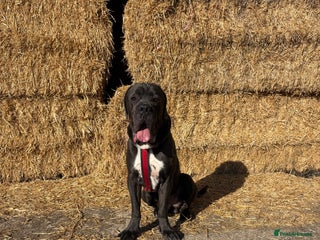 Cane Corso dogs in Sandy - Advert 31