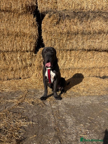 Cane Corso dogs in Sandy - Advert 1