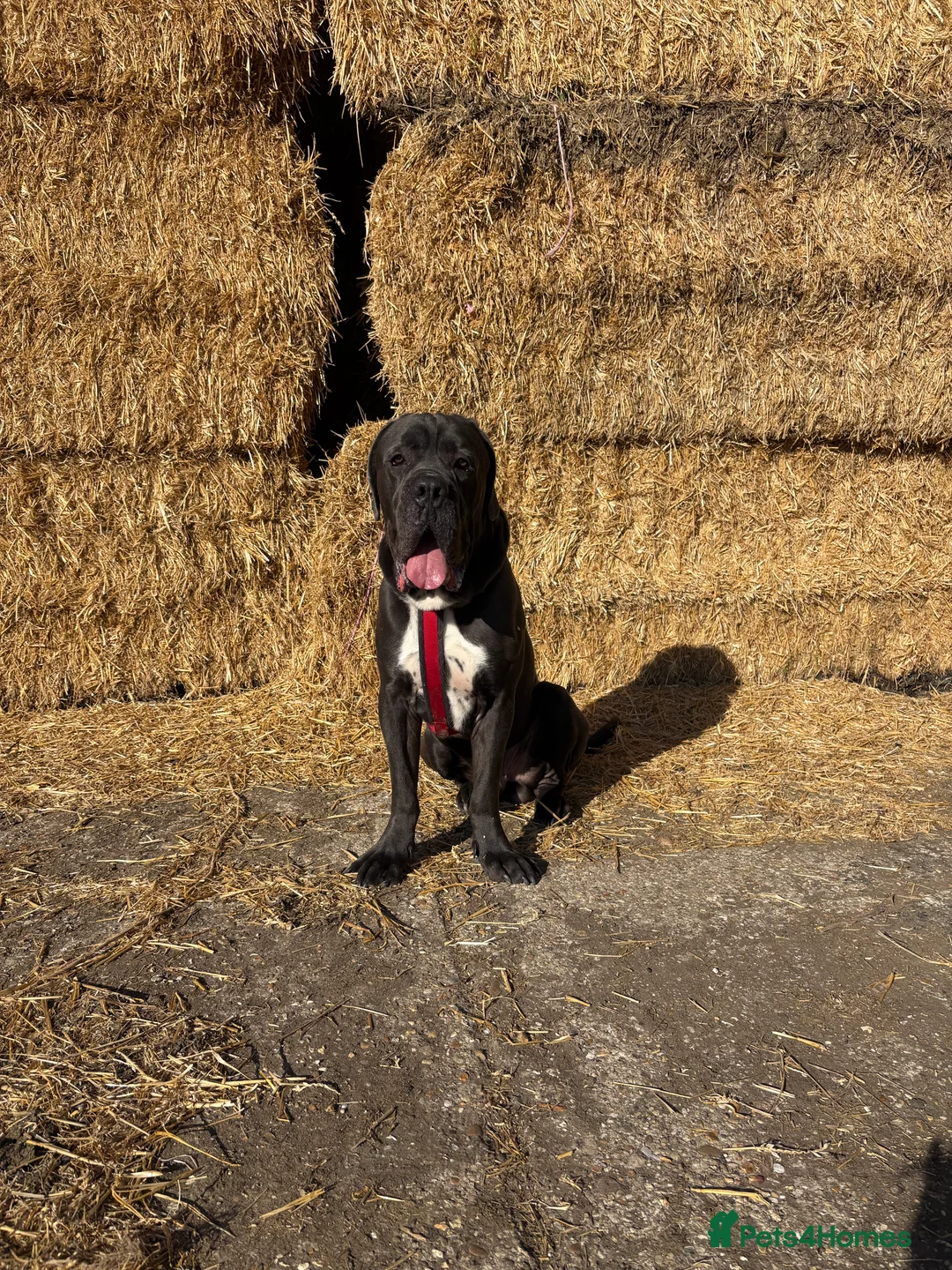 Cane Corso dogs for stud: FOR STUD Beautiful Blue Cane Corso in Sandy - Advert 2