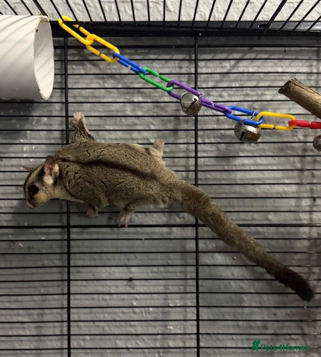 Sugar Glider rodents for sale: Two sugar gliders and full set up - Image 10