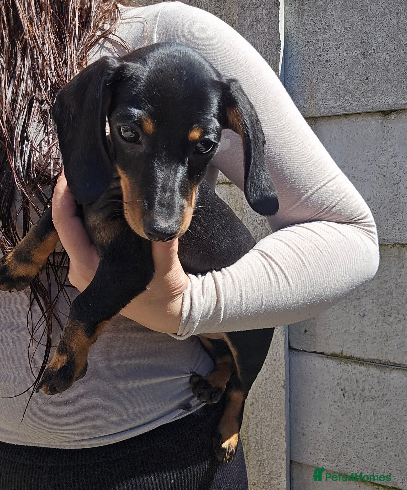 Miniature Dachshund dogs Miniature dachshund  - Advert 15