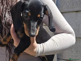 Miniature Dachshund dogs Miniature dachshund - Advert 15