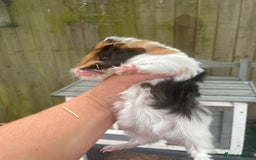 Guinea Pig rodents for sale: Peruvian cross Silkie baby gunieapigs  - Image 3