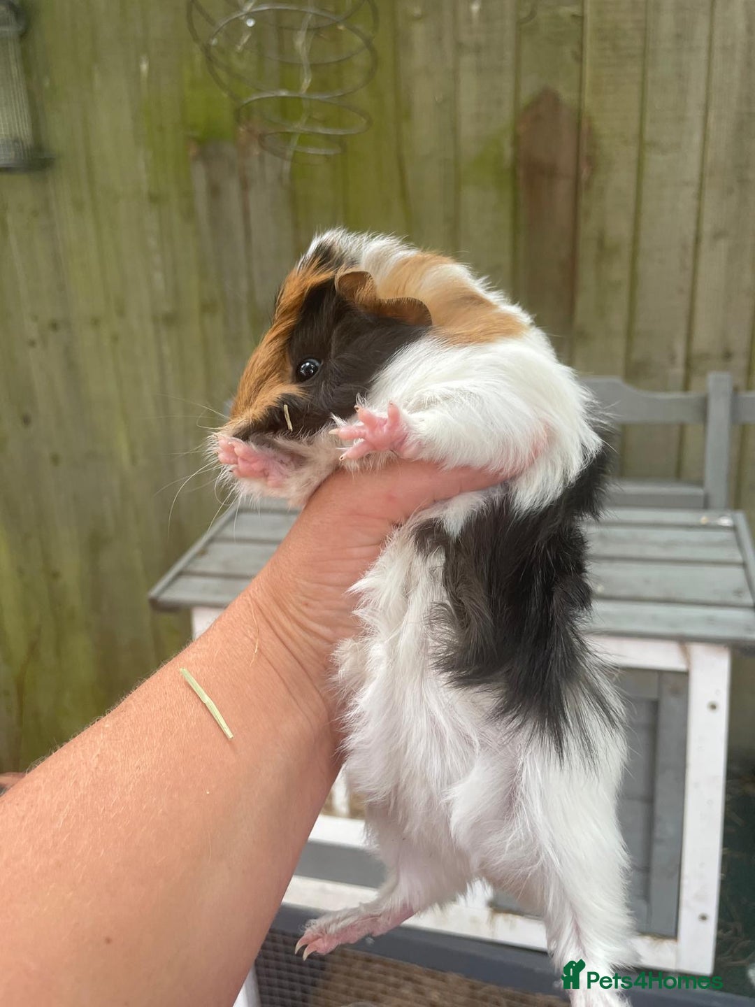 Guinea Pig rodents for sale: Peruvian cross Silkie baby gunieapigs  - Image 3