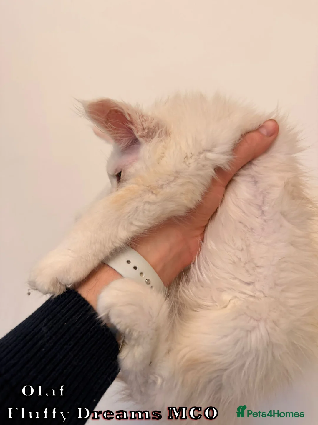 Maine Coon cats for sale: Olaf & Lilo active or non-active TICA REGISTRATION - Advert 3