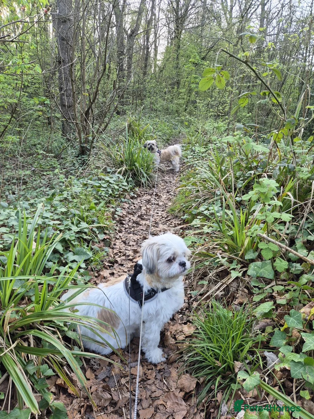 Shih Tzu dogs for sale: Ready now - Beautiful Shih Tzu puppies - Advert 2