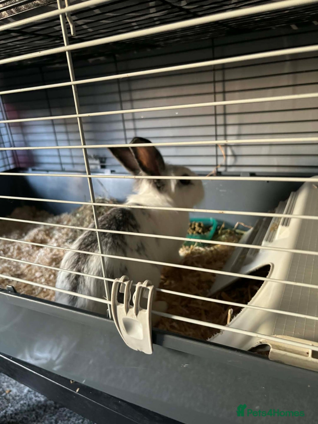 Mixed Breed rabbits for sale: 2 Very Freindly And Loving Rabbits - Advert 3