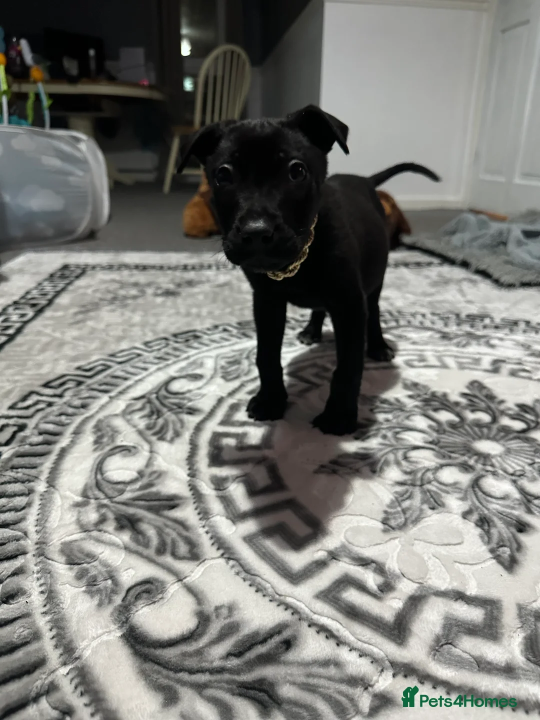 Mixed Breed dogs for sale: Belgian Malinois X pressa canerio  🔥🔥🔥🔥🔥🔥🔥 in Washington - Advert 4