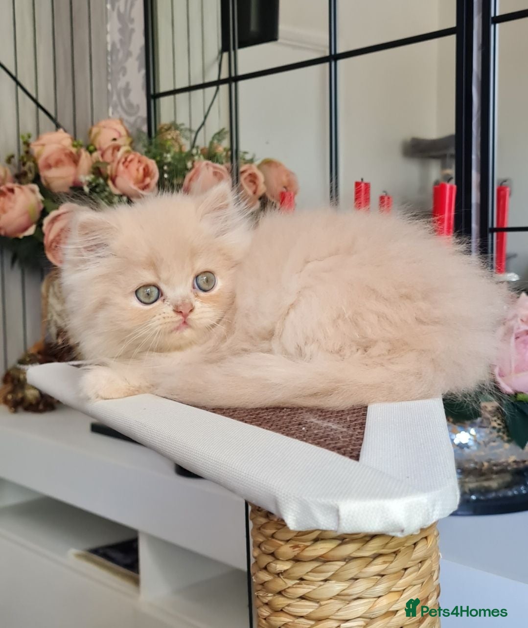 Persian cats Persian kittens  - Advert 2