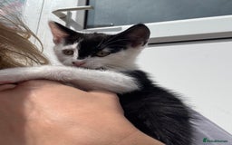 American Shorthair cats for sale: 3  male kittens for sale ( female rehomed) - Image 7