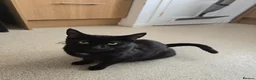 Mixed Breed cats for sale: Beautiful female kitten  in Coventry - Advert 7