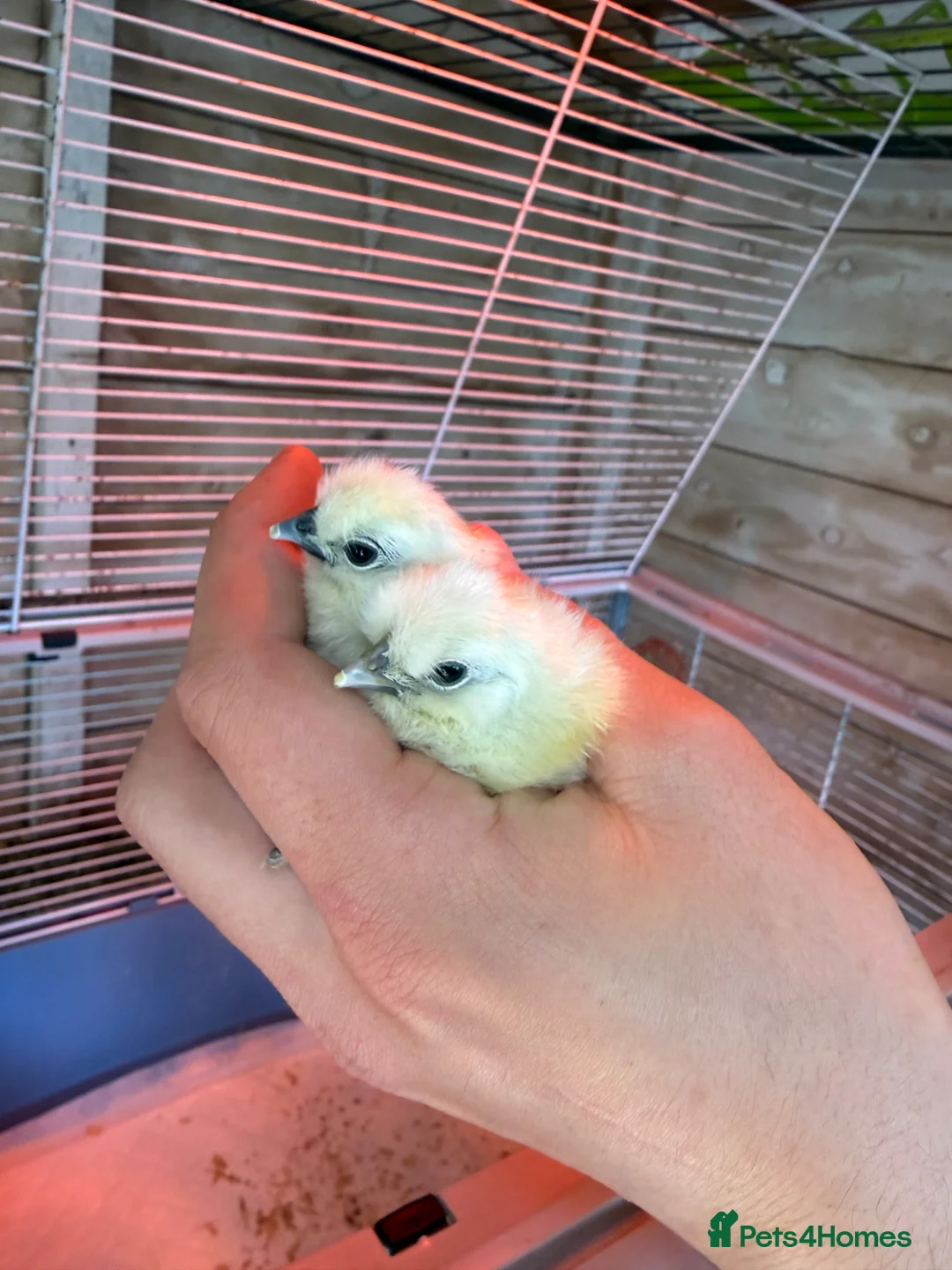 Chickens poultry for sale: Silkie Hatching Eggs - Advert 2