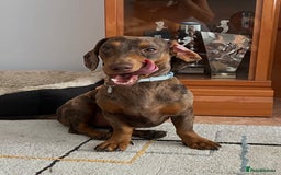 Miniature Dachshund dogs for stud: Miniature Dachsunds for stud  - Image 2