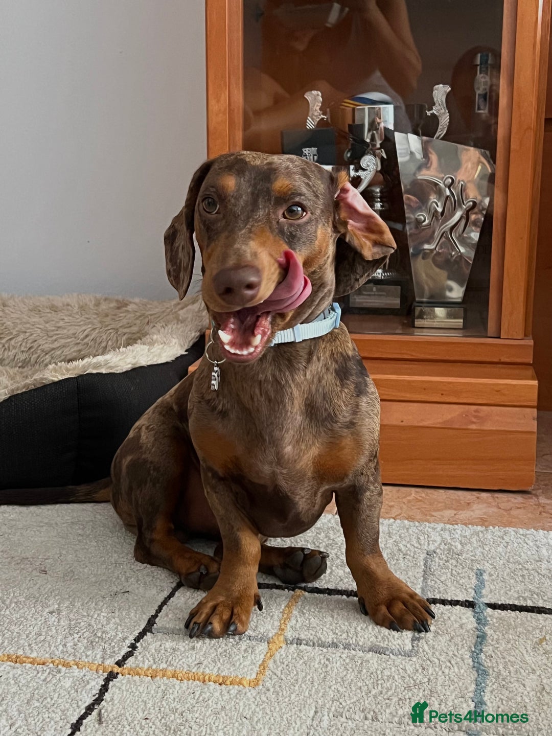 Miniature Dachshund dogs for stud: Miniature Dachsunds for stud  - Image 2