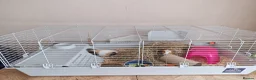 Guinea Pig rodents for sale: 2 females & complete set up for sale  in Neath - Advert 1